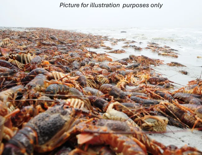 Crayfish walkout
