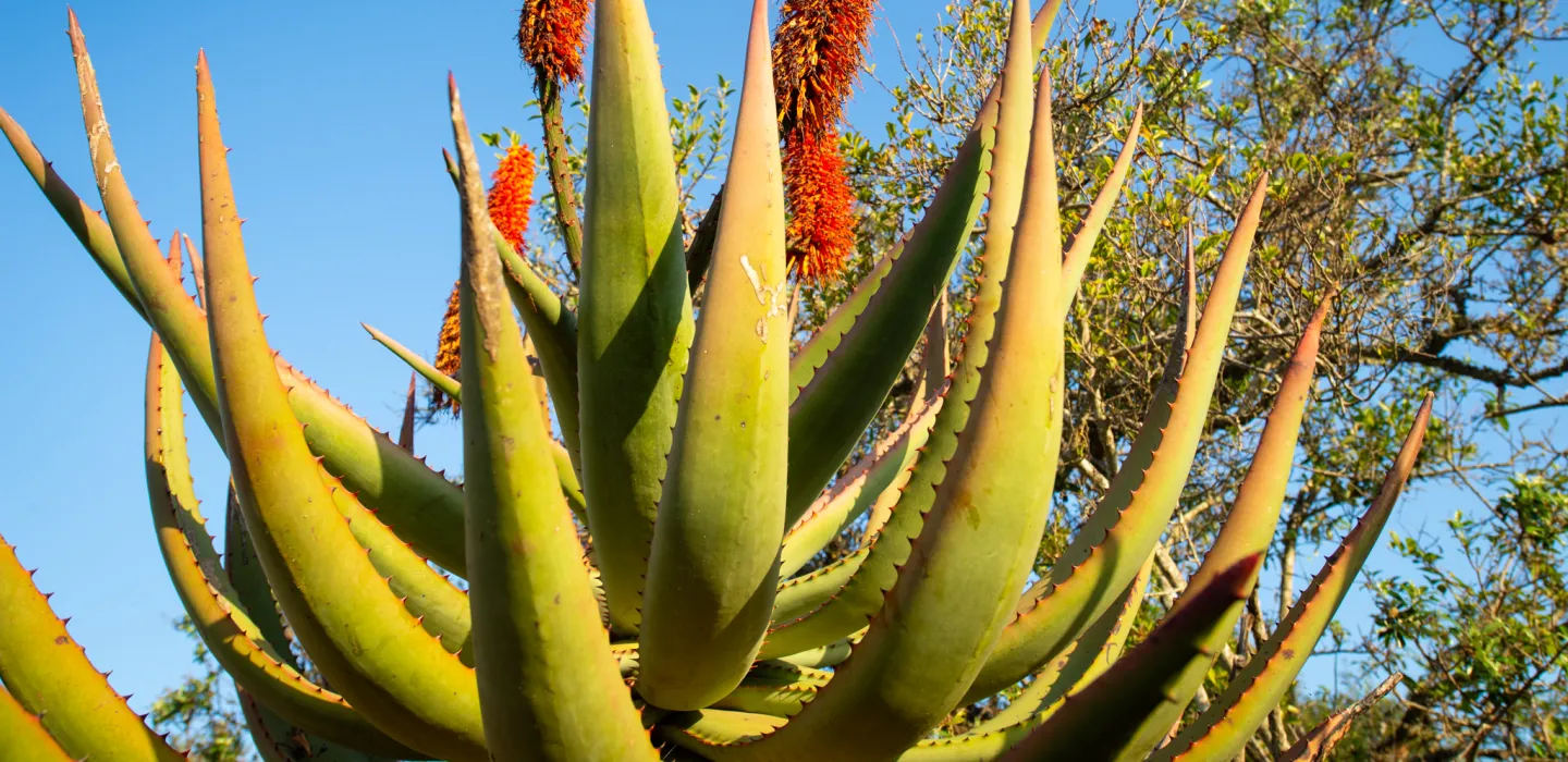 aloe plant